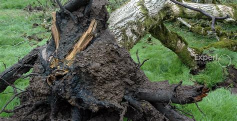 Image result for Tree with Bark Rot