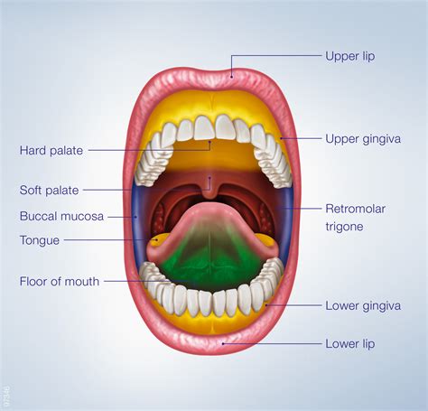 Inspect Oral Cavity Patterns With Narrow Band Imaging™ (NBI ...