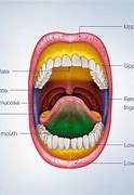 Image result for buccal