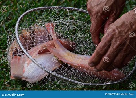 Harvesting Farm Raised Tilapia Fish for Dinner Stock Photo - Image of ...