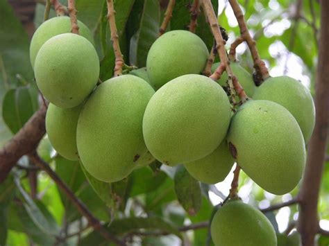Mangifera indica Plant | Kadiyam Nursery Plants Online — Mahindra Nursery