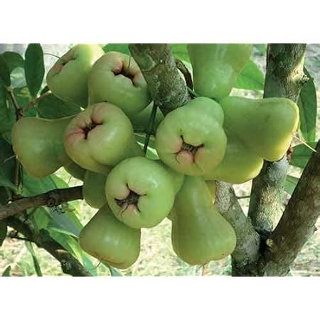 Aiden Gardens Rare Syzygium samarangense Rose Water Apple Thai Green ...