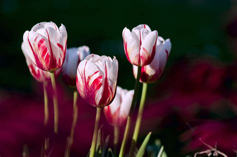 Free Images : nature, flower, petal, tulip, spring, color, garden ...