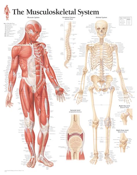 Image result for Introduction to Musculoskeletal System