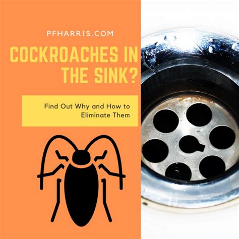 https://cdn.shopify.com/s/files/1/0541/3955/1941/articles/Cockroaches_In_The_Sink_1080x.png?vu003d1623281520=