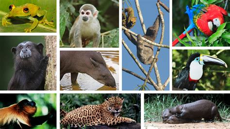 Amazon River Basin Animals