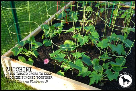 use tomato cage to growing zucchini vertically - requires leaves to be trained | Tomato garden ...
