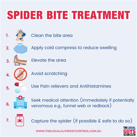 Common Spiders in Australia | The Local Guys Pest Control | 13 11 05