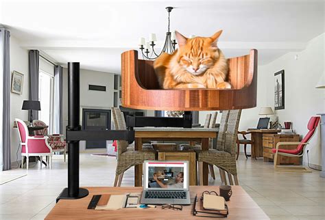 Do Cats Fart? Understanding Feline Flatulence Explained – Desk Cat Nest