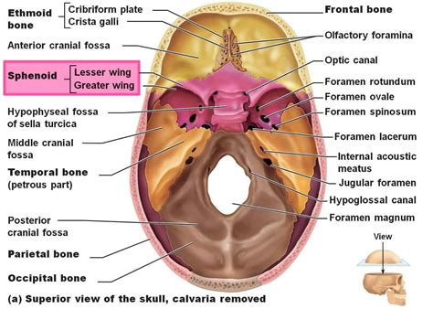 Sphenoid bone anatomy, function, parts & sphenoid bone fracture