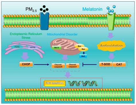 Melatonin Ameliorates Apoptosis of A549 Cells Exposed to Chicken House ...