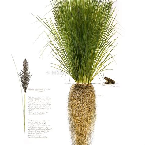 What Is The Vetiver Plant at Clinton Long blog