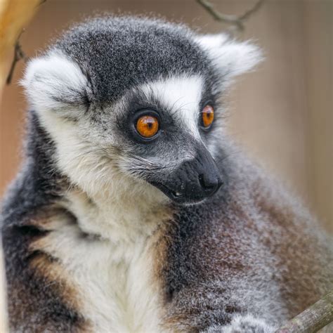 Download wallpaper 3415x3415 lemur, animal, branch, wild ipad pro 12.9 ...