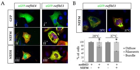 Functional Characterization of Neurofilament Light Splicing and ...