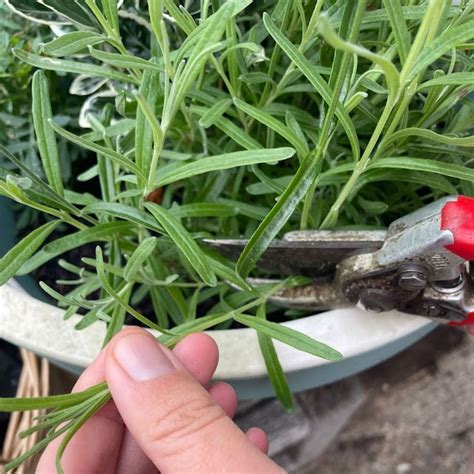 Can I grow lavender indoors? Expert tips for healthy plants | Ideal Home