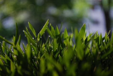 What Is Bamboo A Grass at Robert Mosher blog