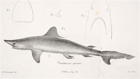 Extinct Shark Species List