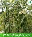 IAgriFarm Moringa / Drumstick Seeds - PKM1 Variety - 1 Kg- For ...
