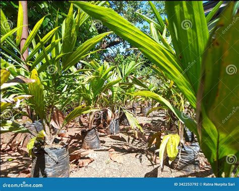 Young Oil Palm Seedling Illustration - Perfect for Agriculture and ...