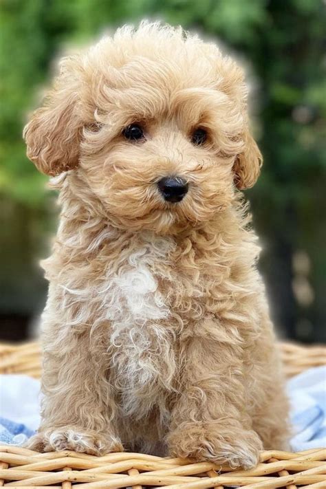 Image result for Cockapoo Full Size