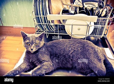 Image result for Washing Machine Fun