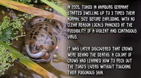 Exploding Toads Video 的图像结果