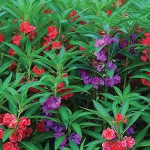 Mixed Dopati flowers Seeds – Pack of 150 : Amazon.in: Garden & Outdoors