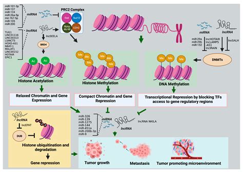 Crosstalk between Noncoding RNAs and the Epigenetics Machinery in ...
