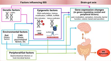 Frontiers | Epigenetic Mechanisms in Irritable Bowel Syndrome