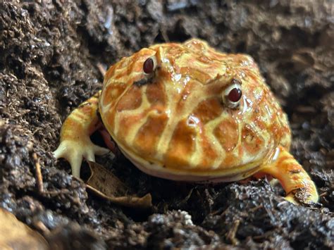 Pac-Man frog : r/Amphibians