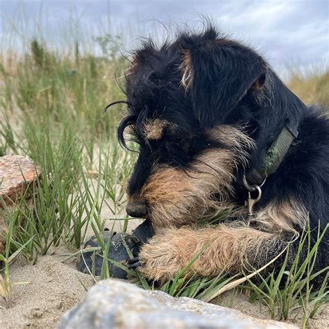 Gouves Animal Shelter (Kato Gouves) - All You Need to Know BEFORE You Go