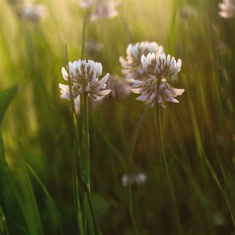 Wild White Clover Seeds - Trifolium Repens - Kent Wildflower Seeds