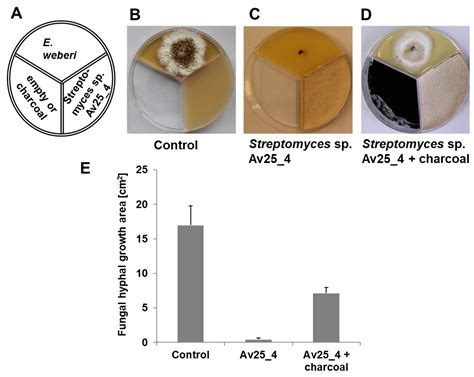 Ammonia Production by Streptomyces Symbionts of Acromyrmex Leaf-Cutting ...
