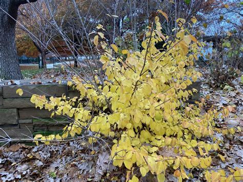 Viburnum prunifolium - Blackhaw Viburnum | Myriad Botanical Gardens ...