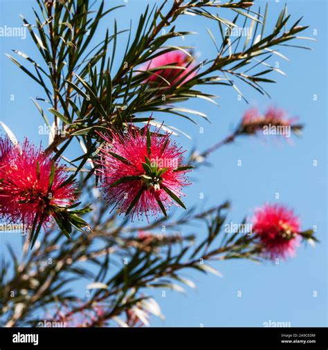 Bottlebrush Plant Callistemon Citrinus Stock Photo - Alamy