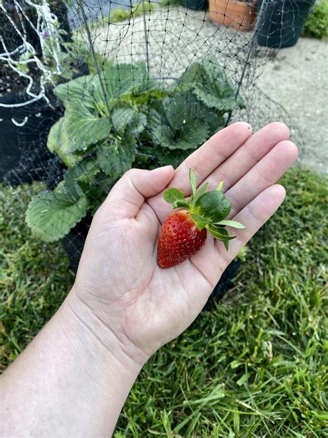 First time gardener! My first strawberry! : r/vegetablegardening