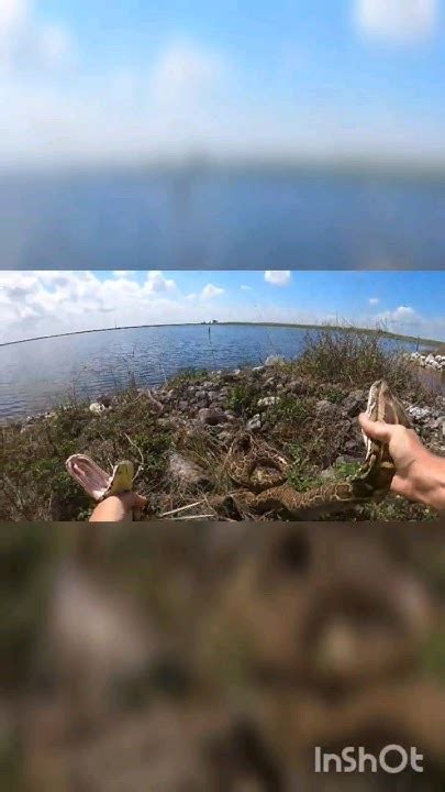 Image result for Catching Python's