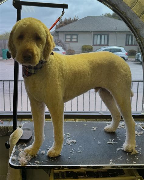 Dog Gone Gorgeous (@dgggirls) • Instagram photos and videos