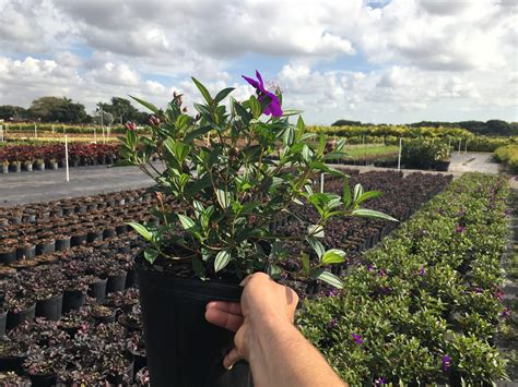 Atlas Peat And Soil Inc