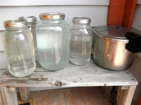 Image result for Box Elder Tree Syrup