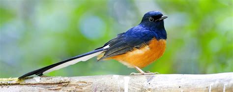 Bondla Wildlife Sanctuary Bird Trip - Klook India