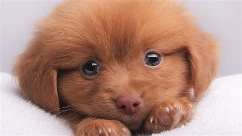 puppies dog Wallpapers HD / Desktop and Mobile Backgrounds