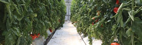 Image result for Fertigation Planting