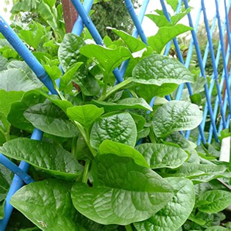 Natura GreenHouse Hybrid High Yield Basella alba, Green Malabar Spinach ...