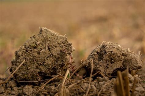 Earth Dirt 的图像结果