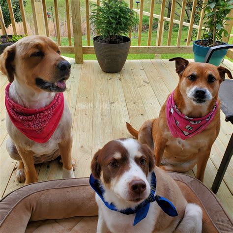 ANIMAL PROTECTION LEAGUE - Longview TX - Hours, Directions, Reviews ...