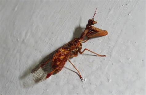 Mason Wasp | ObsessedByNature