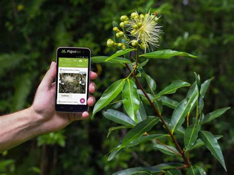 Edible Plant Identification App 的图像结果