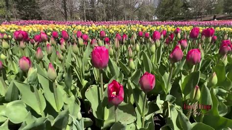 Thanksgiving Point Tulip Festival is back! - ABC4 Utah