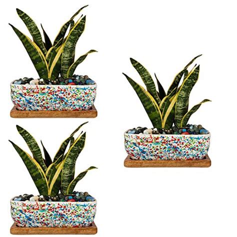 Lasaki Rectangle Ceramic Succulent Cactus Planter Pots with Wooden ...